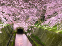 桜満開の琵琶湖疎水